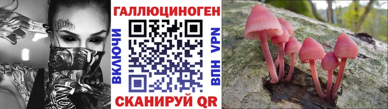 Галлюциногенные грибы Psilocybe Новоалтайск